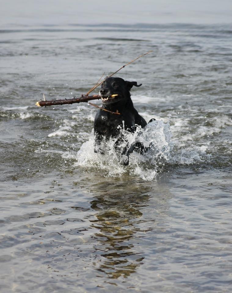 Blanding af racer Chang billede 1