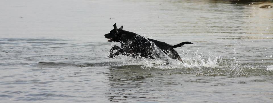 Blanding af racer Chang billede 2