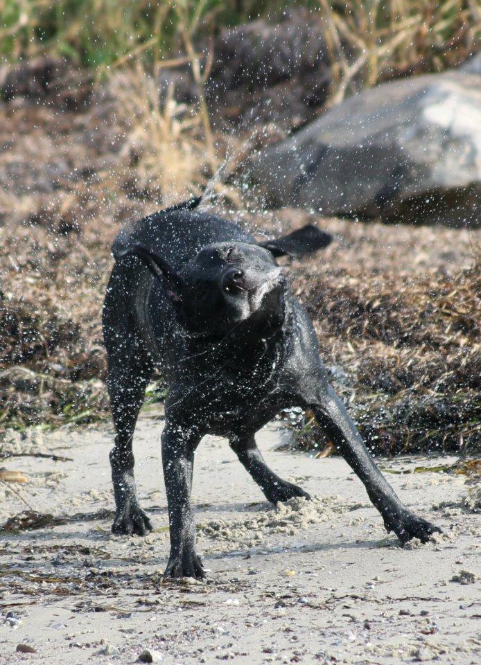 Blanding af racer Chang billede 3