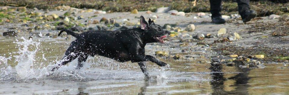 Blanding af racer Chang billede 4