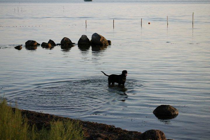 Blanding af racer Chang billede 5