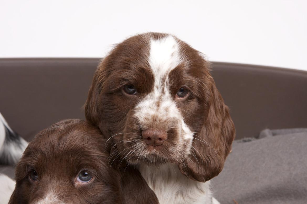 Cocker spaniel Nanna billede 1