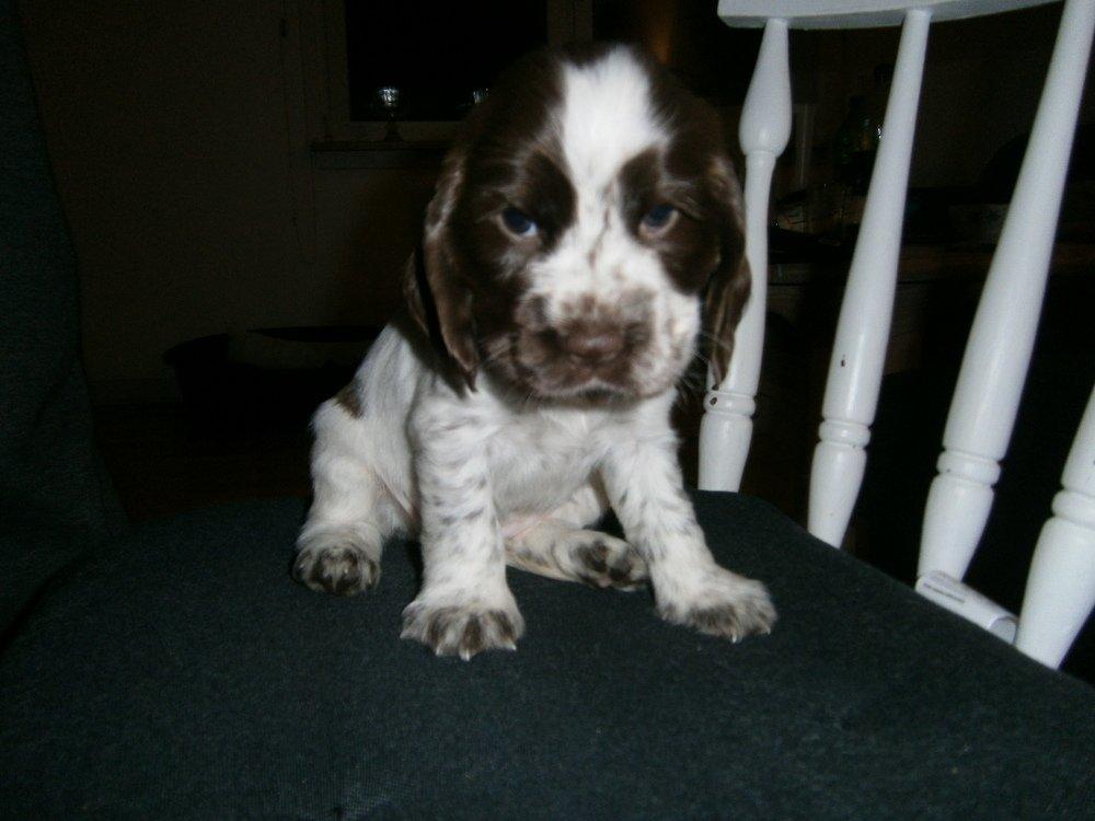 Cocker spaniel Nanna billede 2