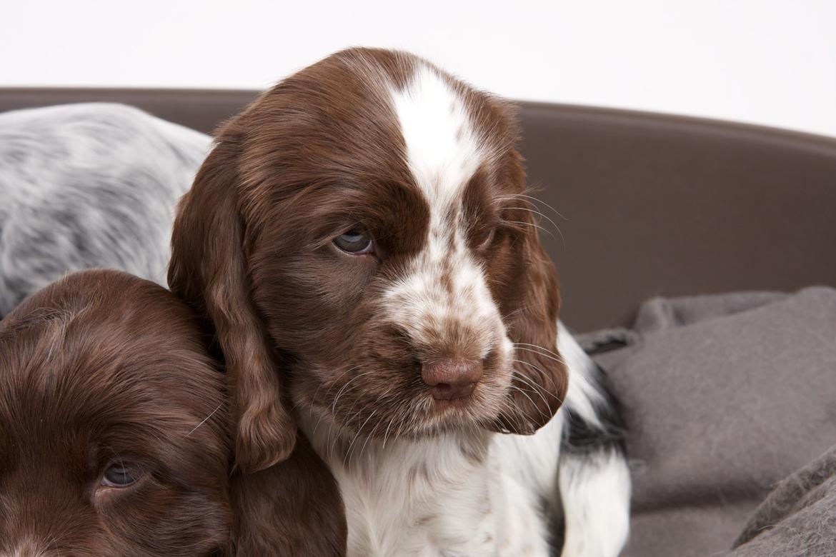 Cocker spaniel Nanna billede 3