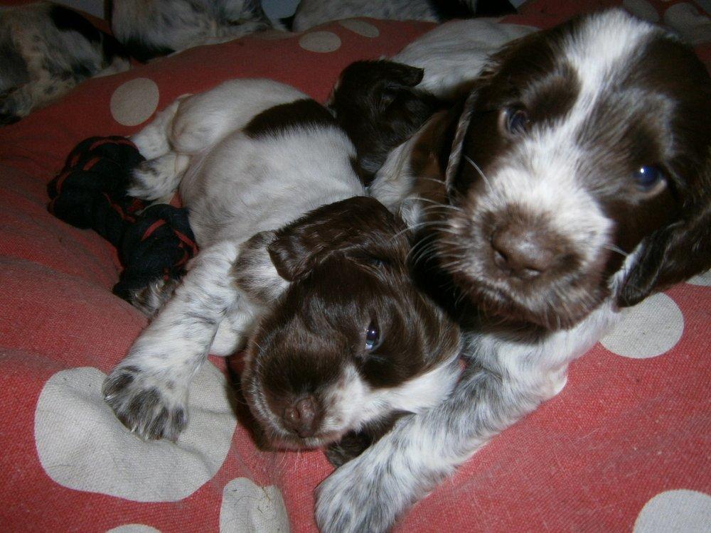Cocker spaniel Nanna billede 4