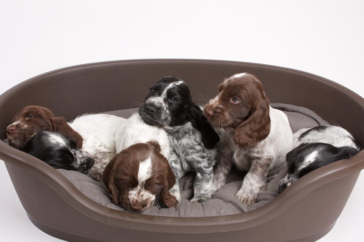 Cocker spaniel Nanna billede 5