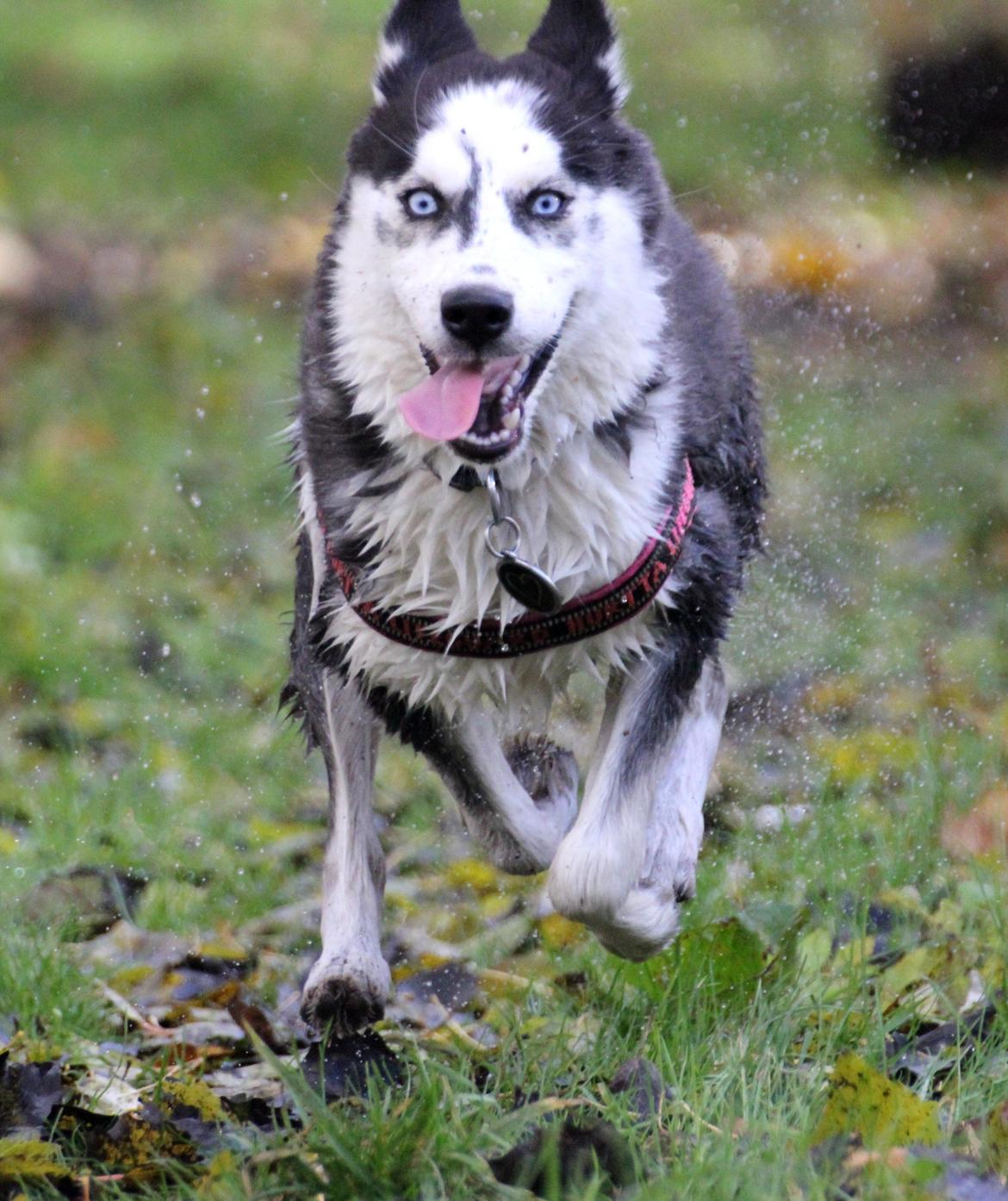Siberian husky Einstein billede 11