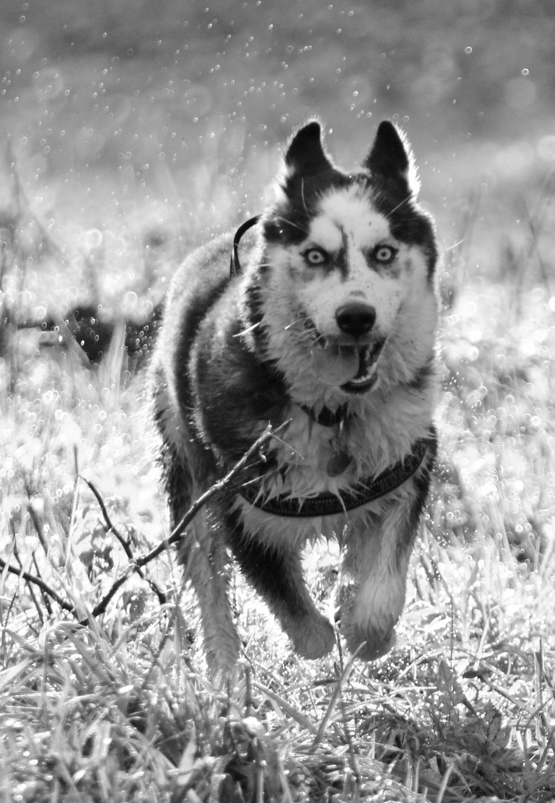 Siberian husky Einstein billede 13