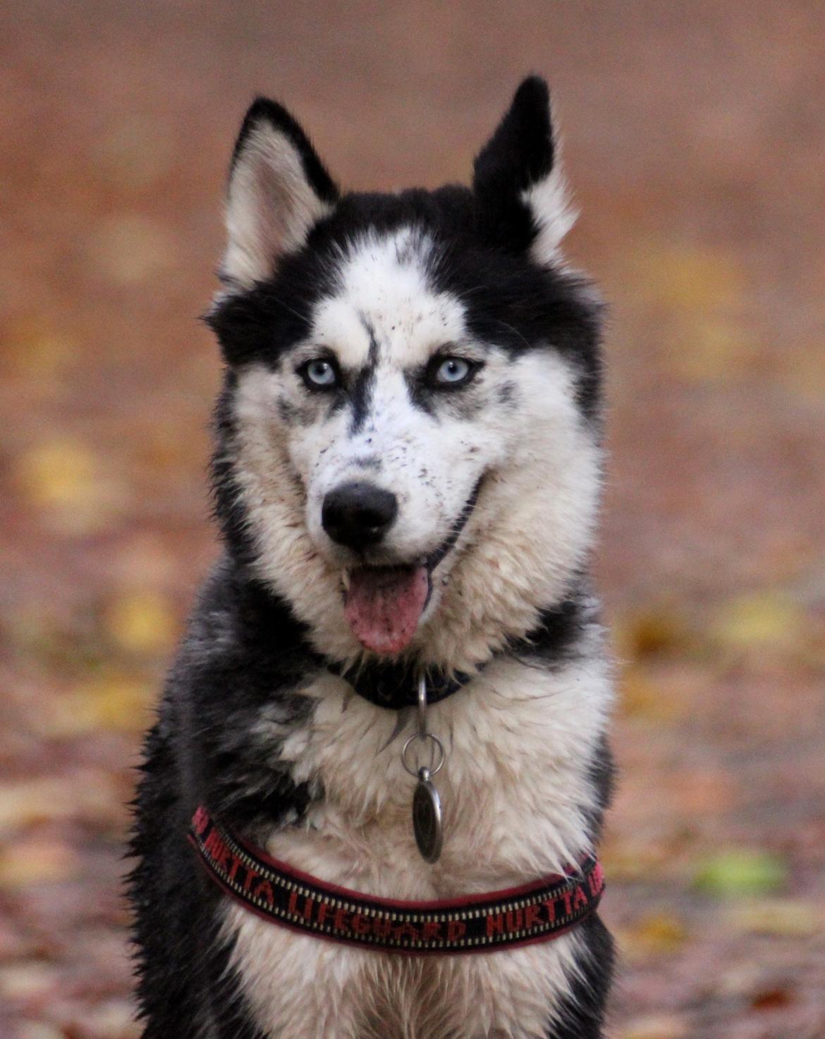 Siberian husky Einstein billede 5