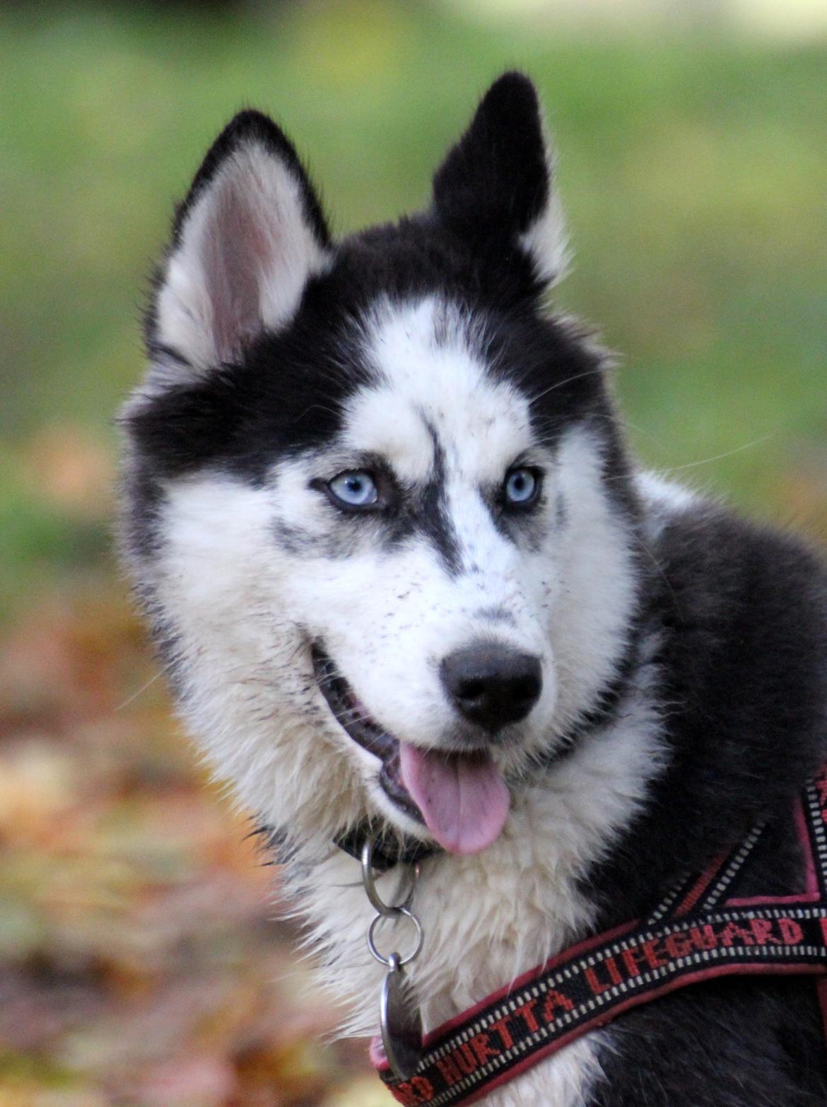 Siberian husky Einstein billede 7
