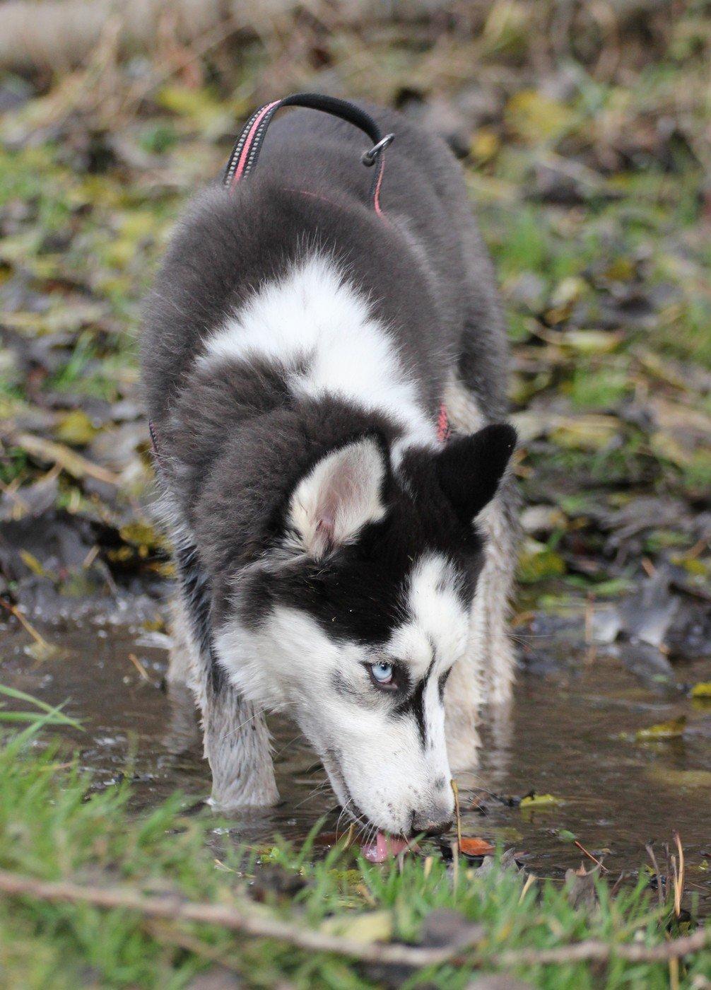 Siberian husky Einstein billede 14