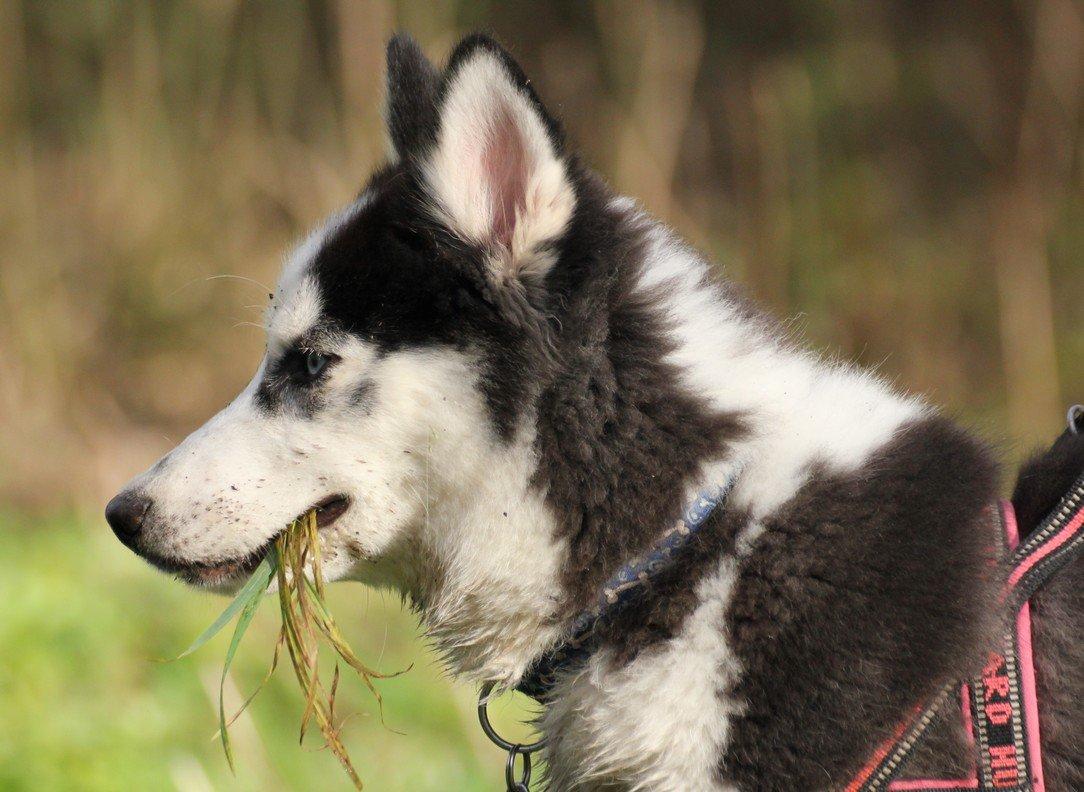 Siberian husky Einstein billede 15