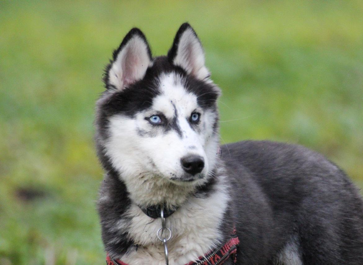 Siberian husky Einstein billede 16