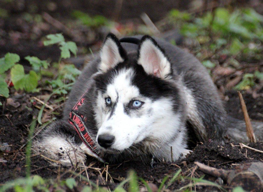 Siberian husky Einstein billede 17