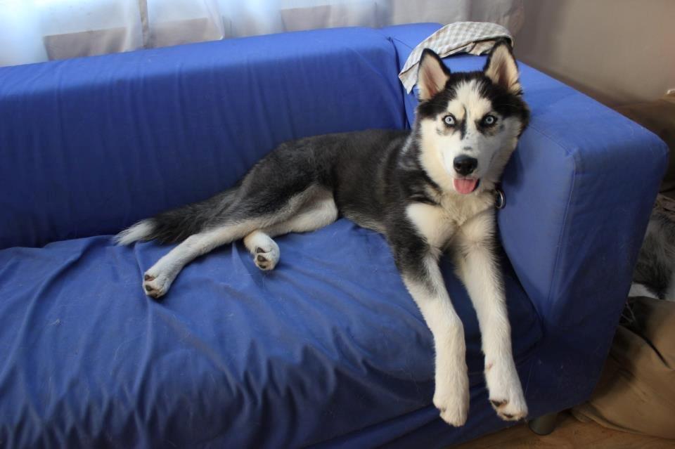 Siberian husky Einstein billede 12