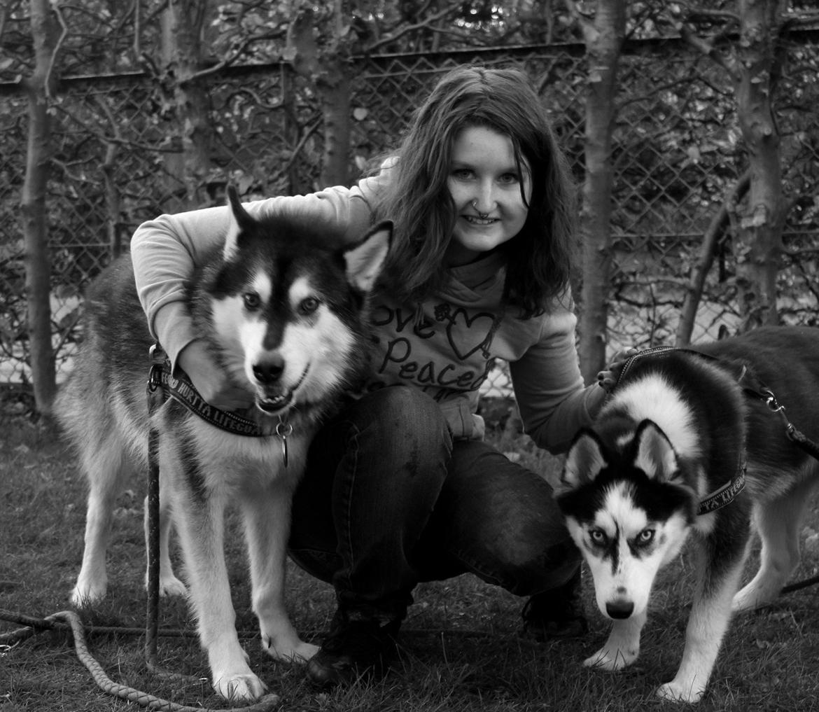 Siberian husky Einstein billede 9