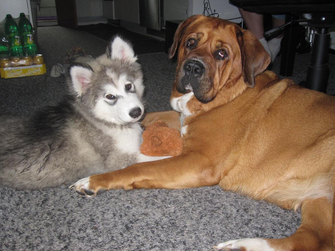 Blanding af racer Balto - Balto med vores gamle skønne hund Nanna. billede 2