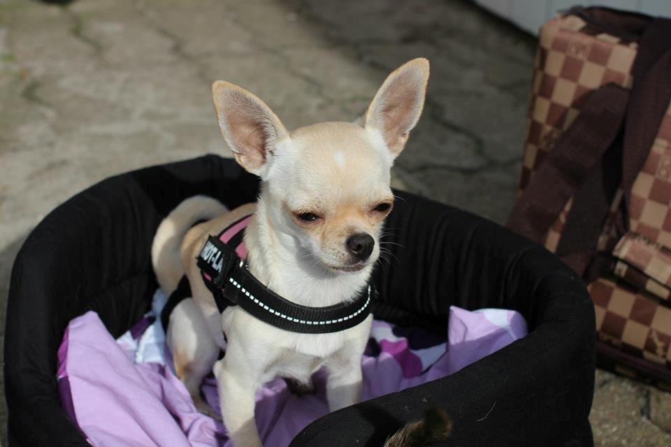 Chihuahua Bella billede 3