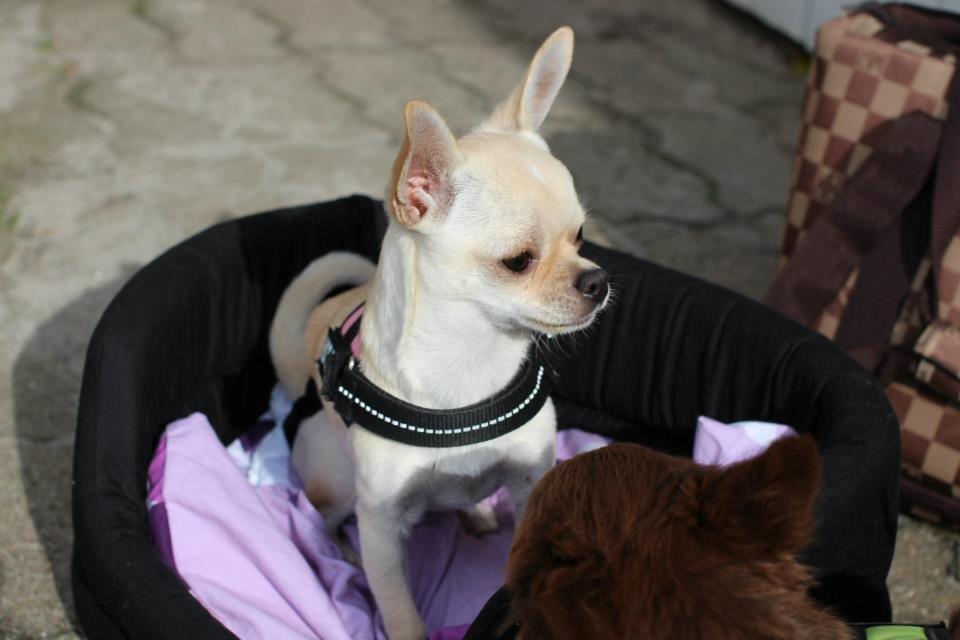 Chihuahua Bella billede 4