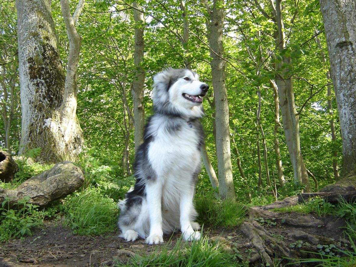 Blanding af racer Balto - En tur i hundeskoven, så er herren lykkelig! ;) billede 16