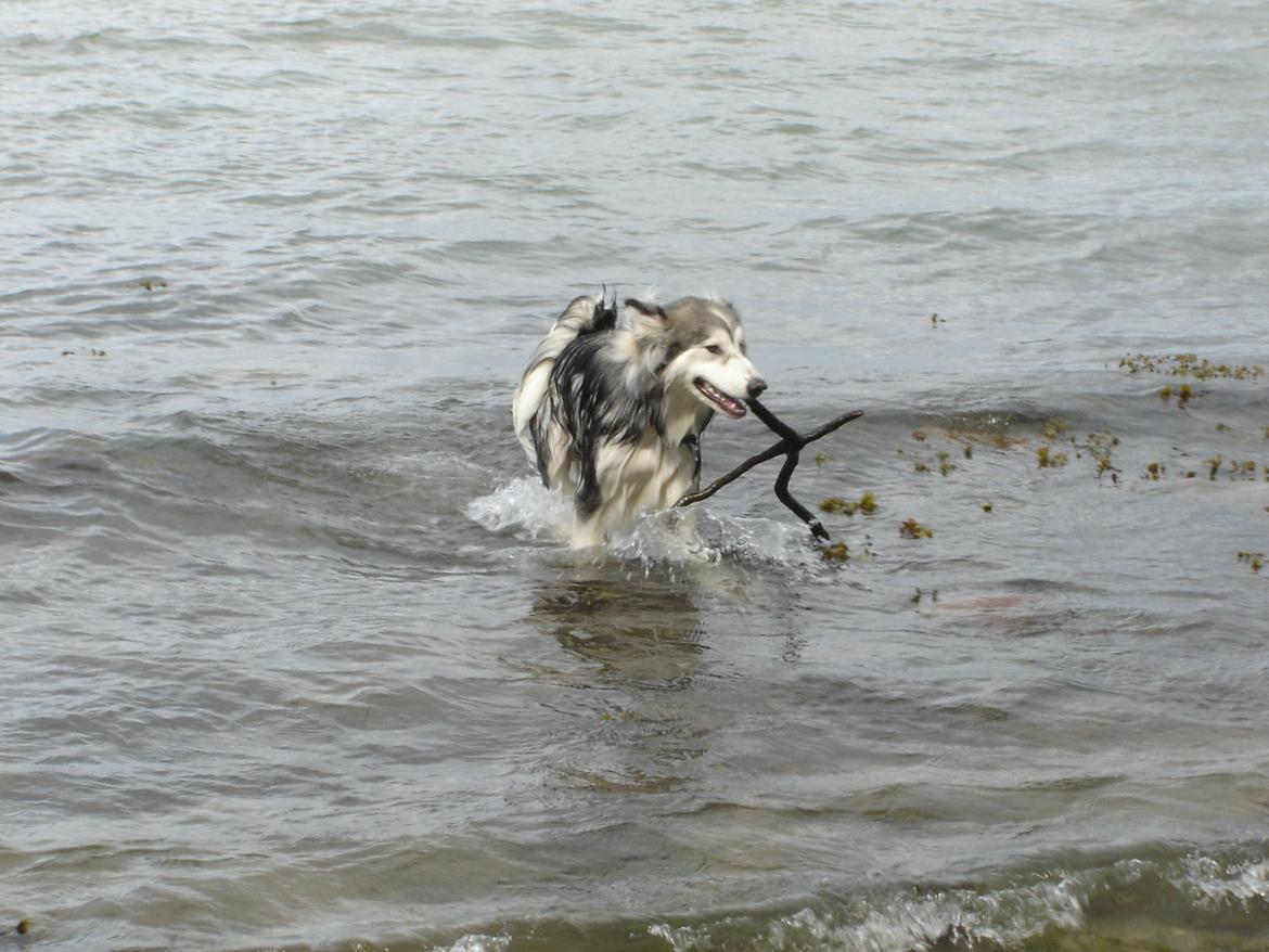 Blanding af racer Balto - Vand er ingen hindring når Balto vil noget.. billede 17