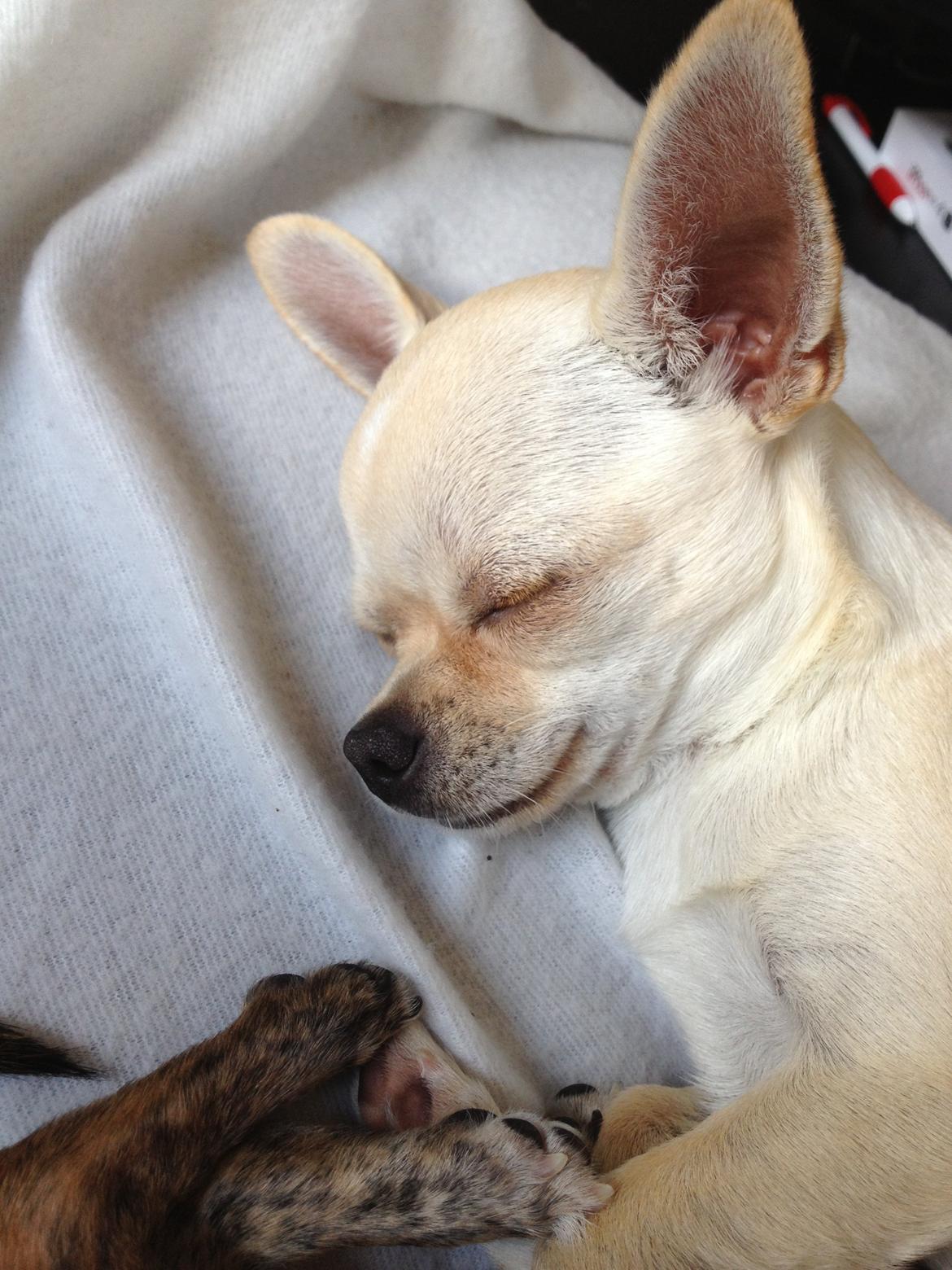 Chihuahua Bella billede 5