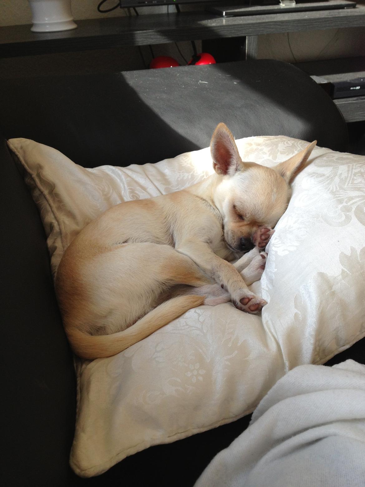 Chihuahua Bella billede 6