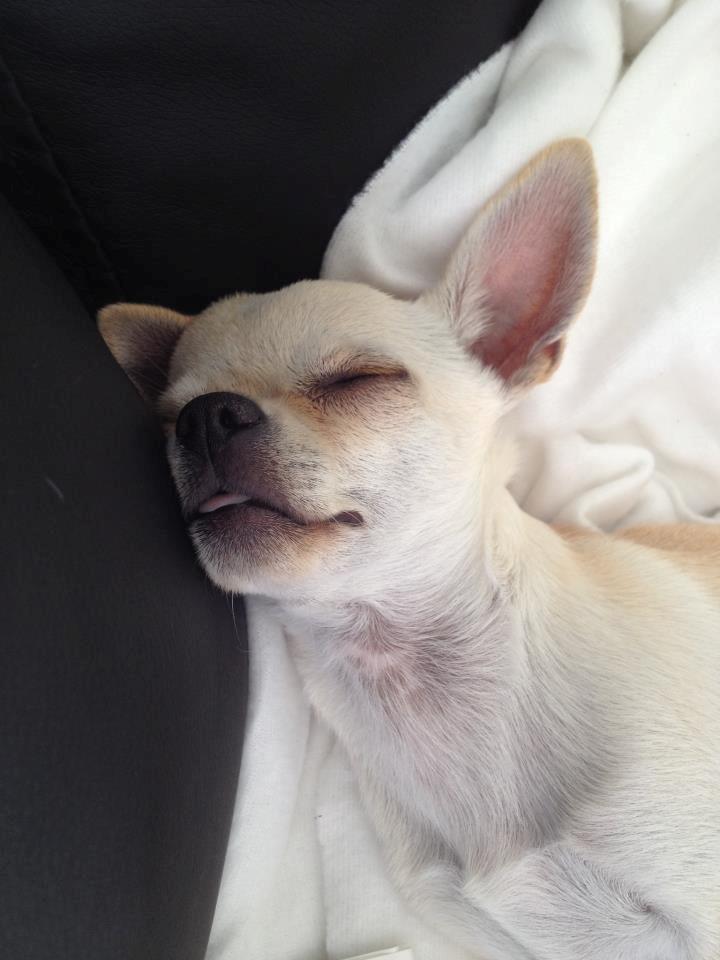 Chihuahua Bella billede 7