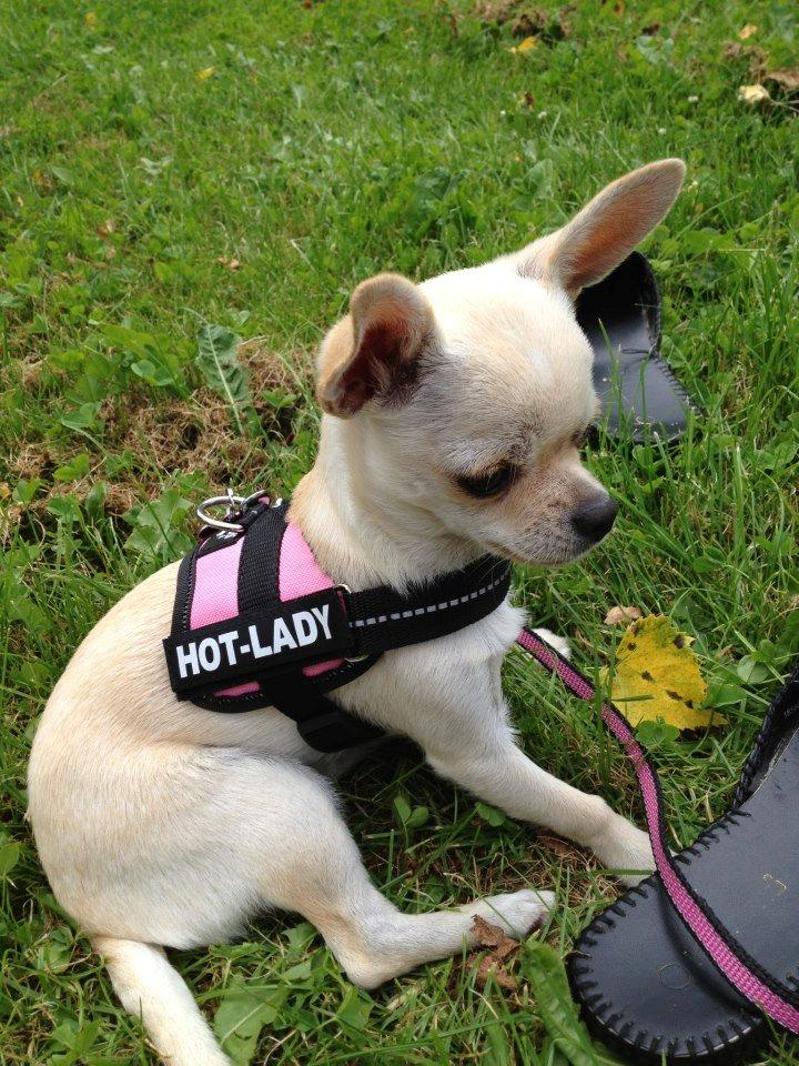 Chihuahua Bella billede 8