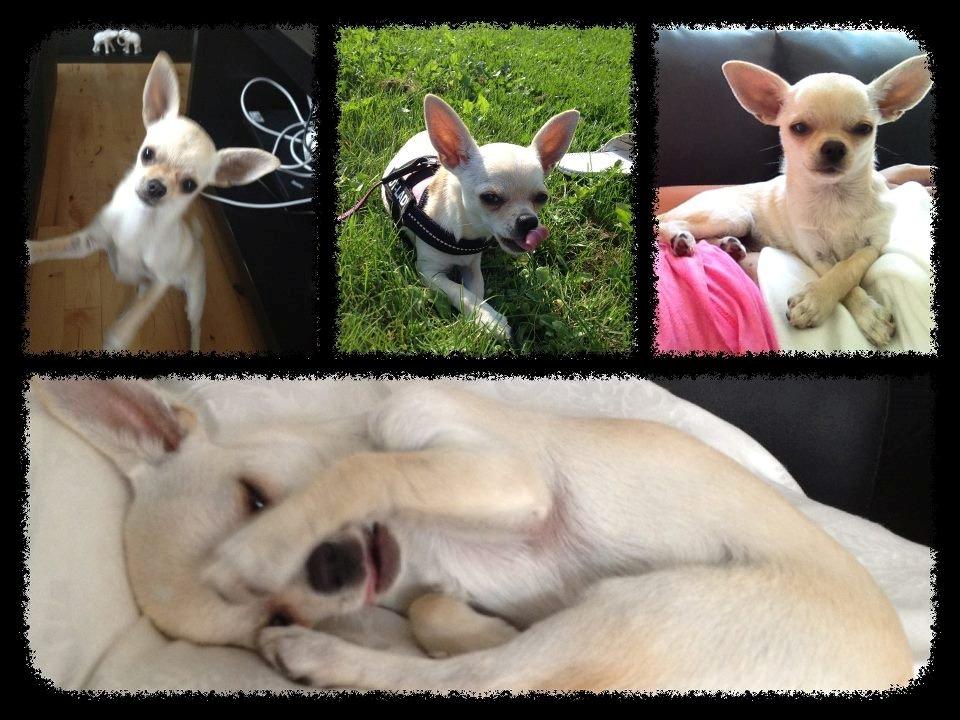 Chihuahua Bella billede 9