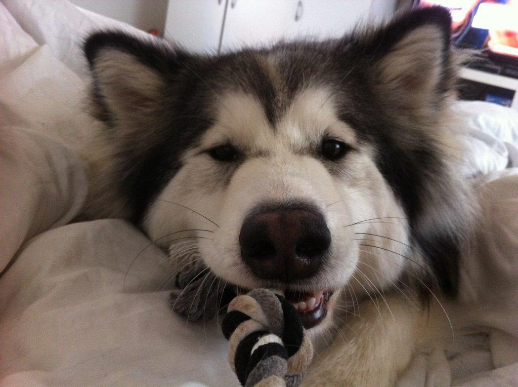 Blanding af racer Balto - Tovtrækkeri i sengen.. Balto skal være alle steder vi er, og putte i sengen er det bedste han ved!  billede 18