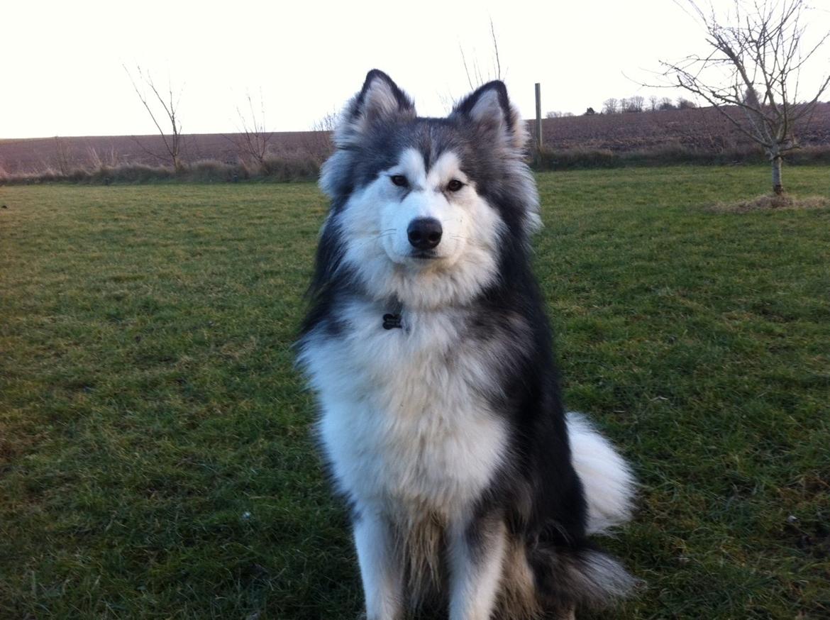 Blanding af racer Balto billede 15