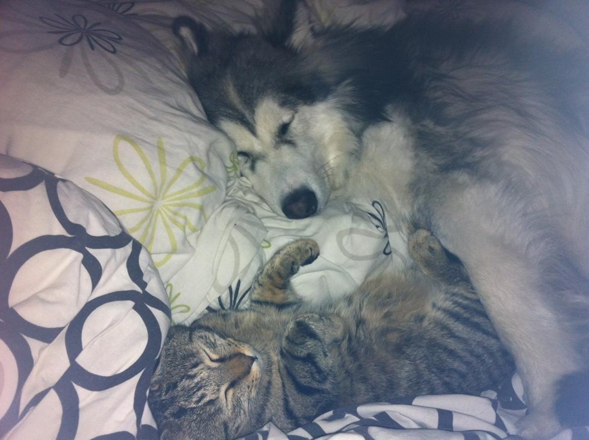 Blanding af racer Balto - Putte med vores kat Ib, det er det bedste Balto ved! billede 14