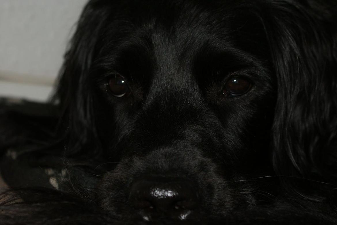 Blanding af racer Eddie - Fotograf mig<33
-den dejligste trætte hund efter at have leget i 2 timer med sin far<3 billede 10