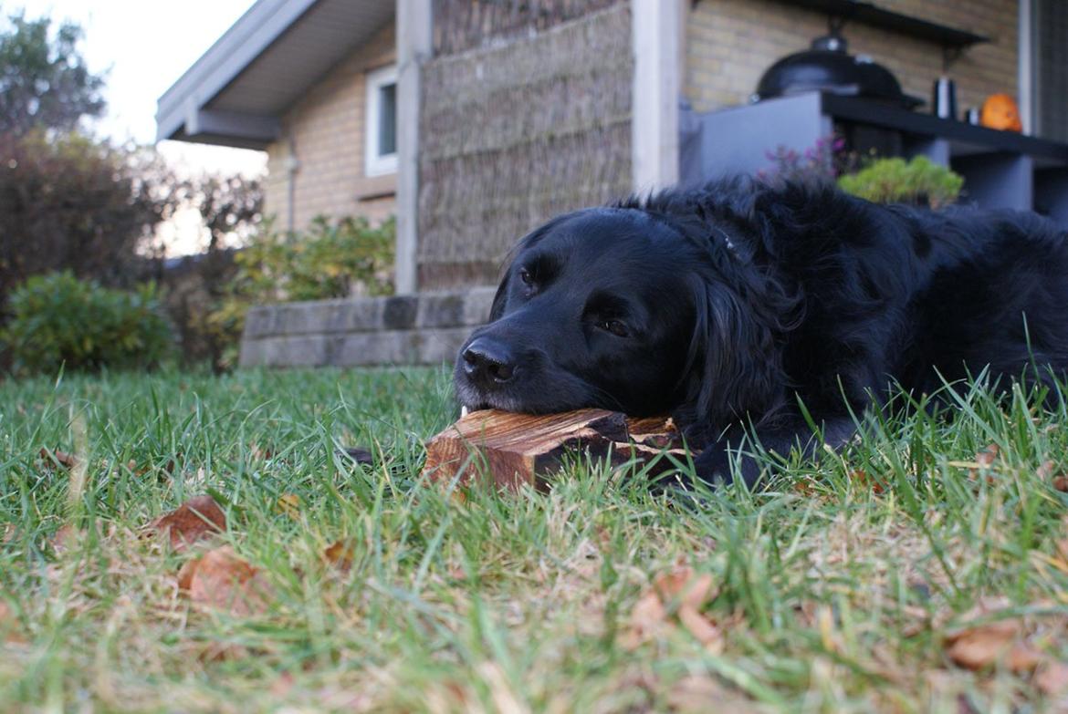 Blanding af racer Eddie - foto: mig<3 billede 11