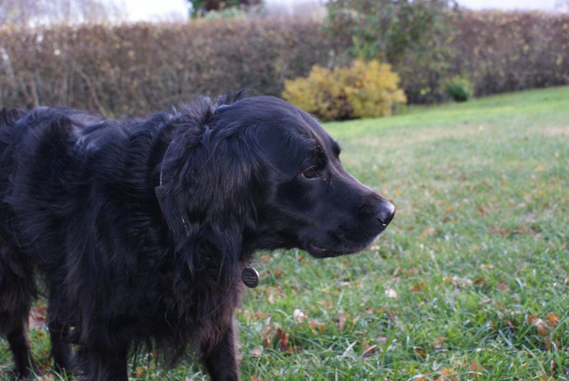 Blanding af racer Eddie - foto: mig<3 billede 12