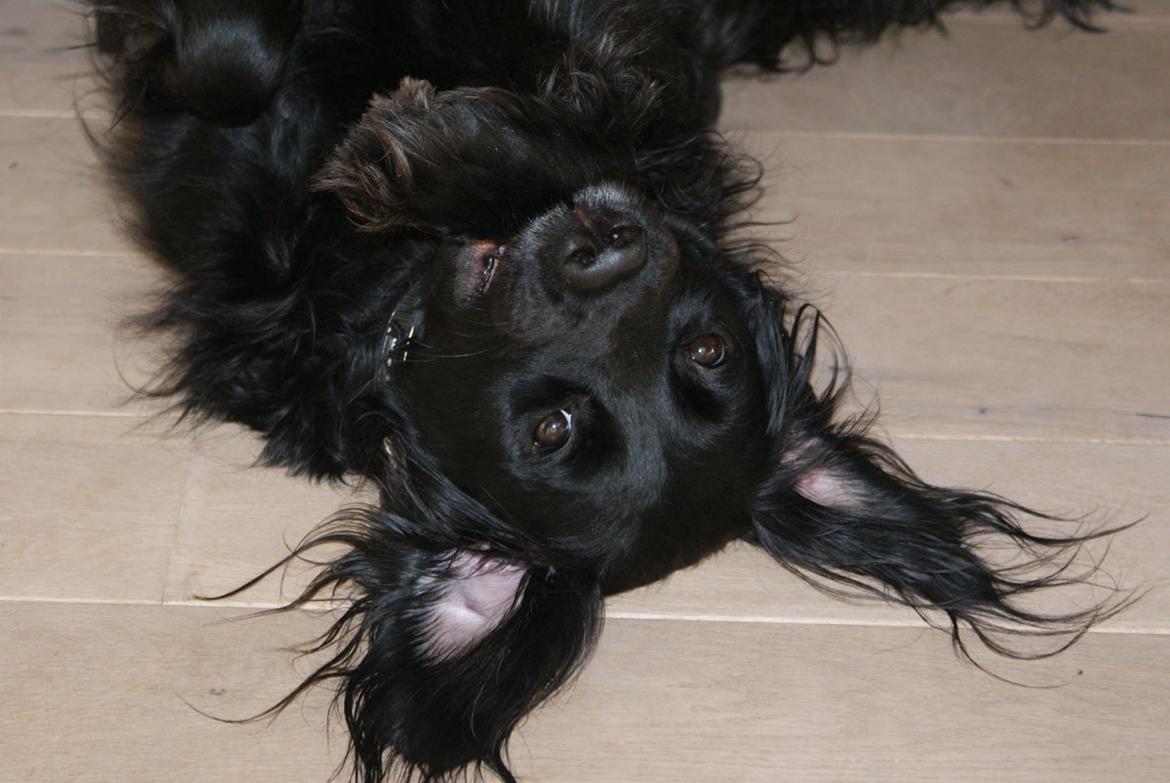 Blanding af racer Eddie - fjolle hund!<33333 Foto: mig billede 13