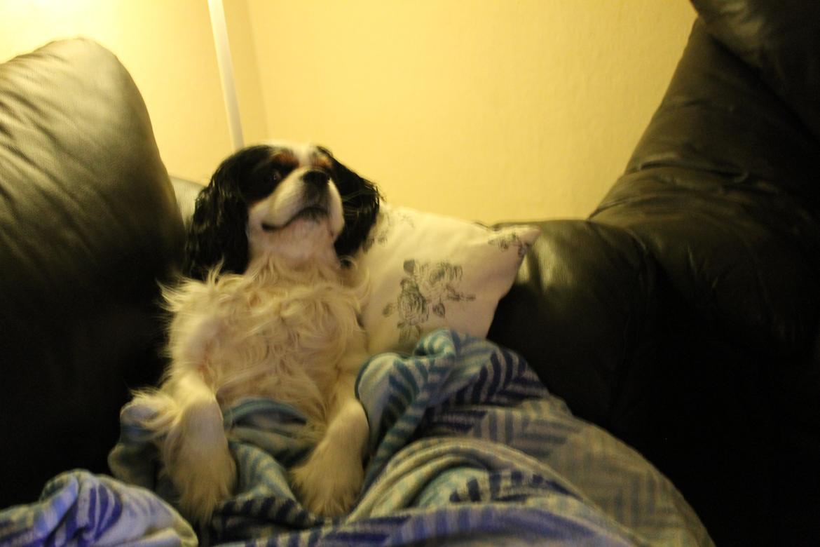 Cavalier king charles spaniel Lucky billede 9