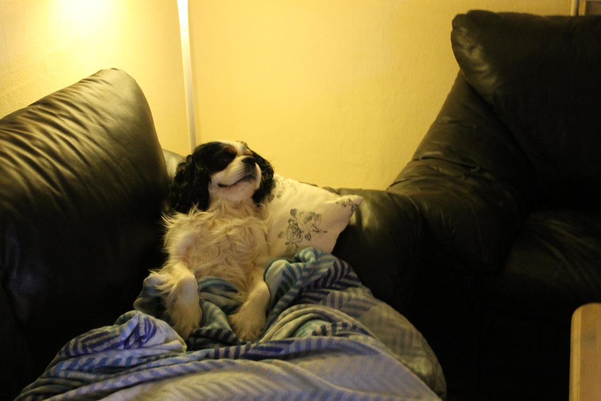 Cavalier king charles spaniel Lucky billede 10