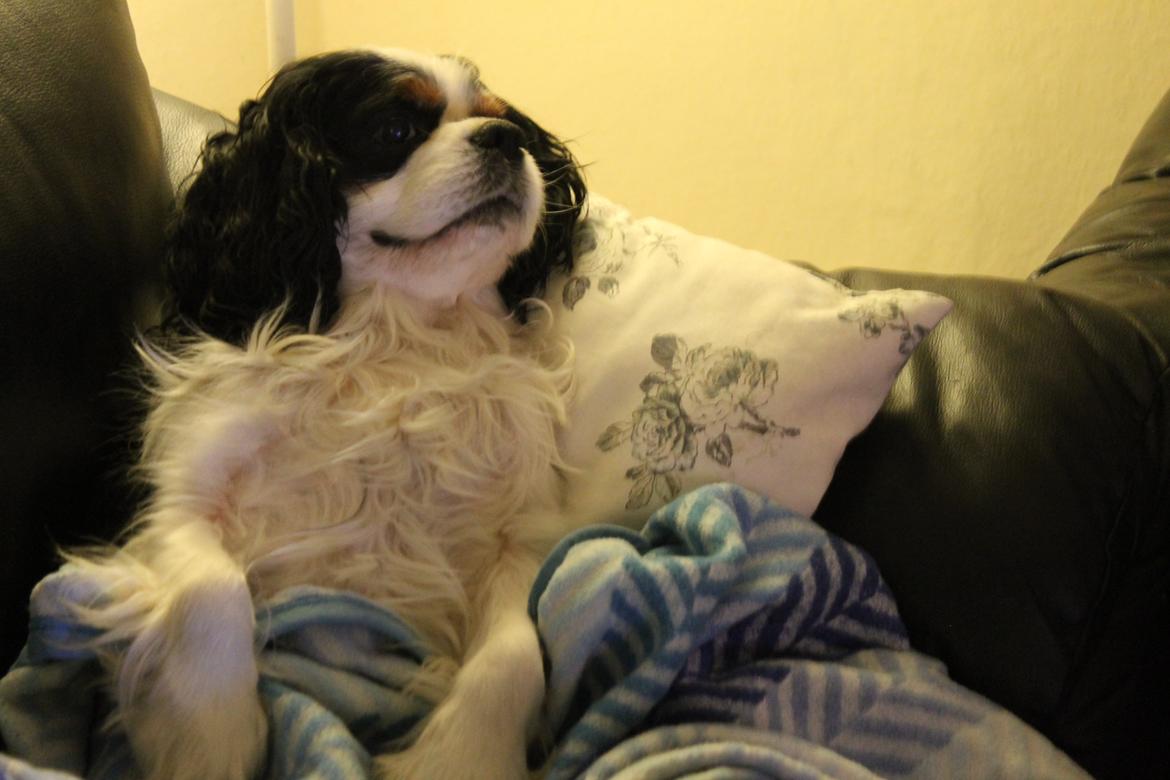 Cavalier king charles spaniel Lucky billede 11