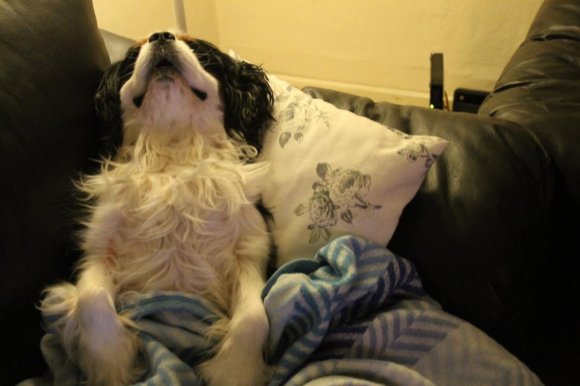 Cavalier king charles spaniel Lucky billede 12