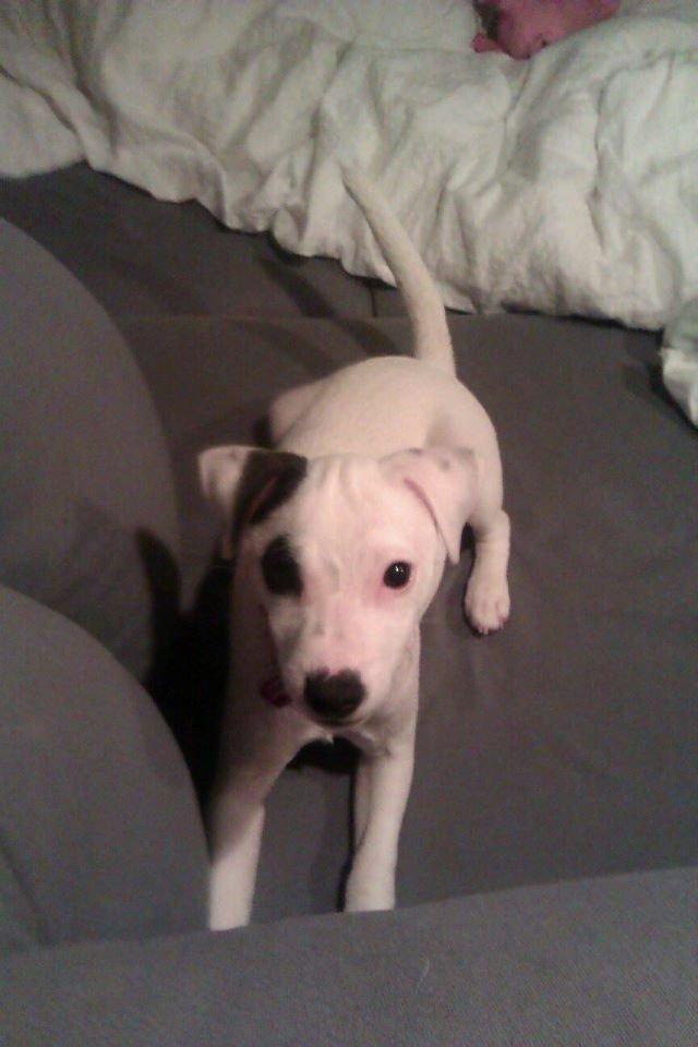 Jack russell terrier Jackie billede 1