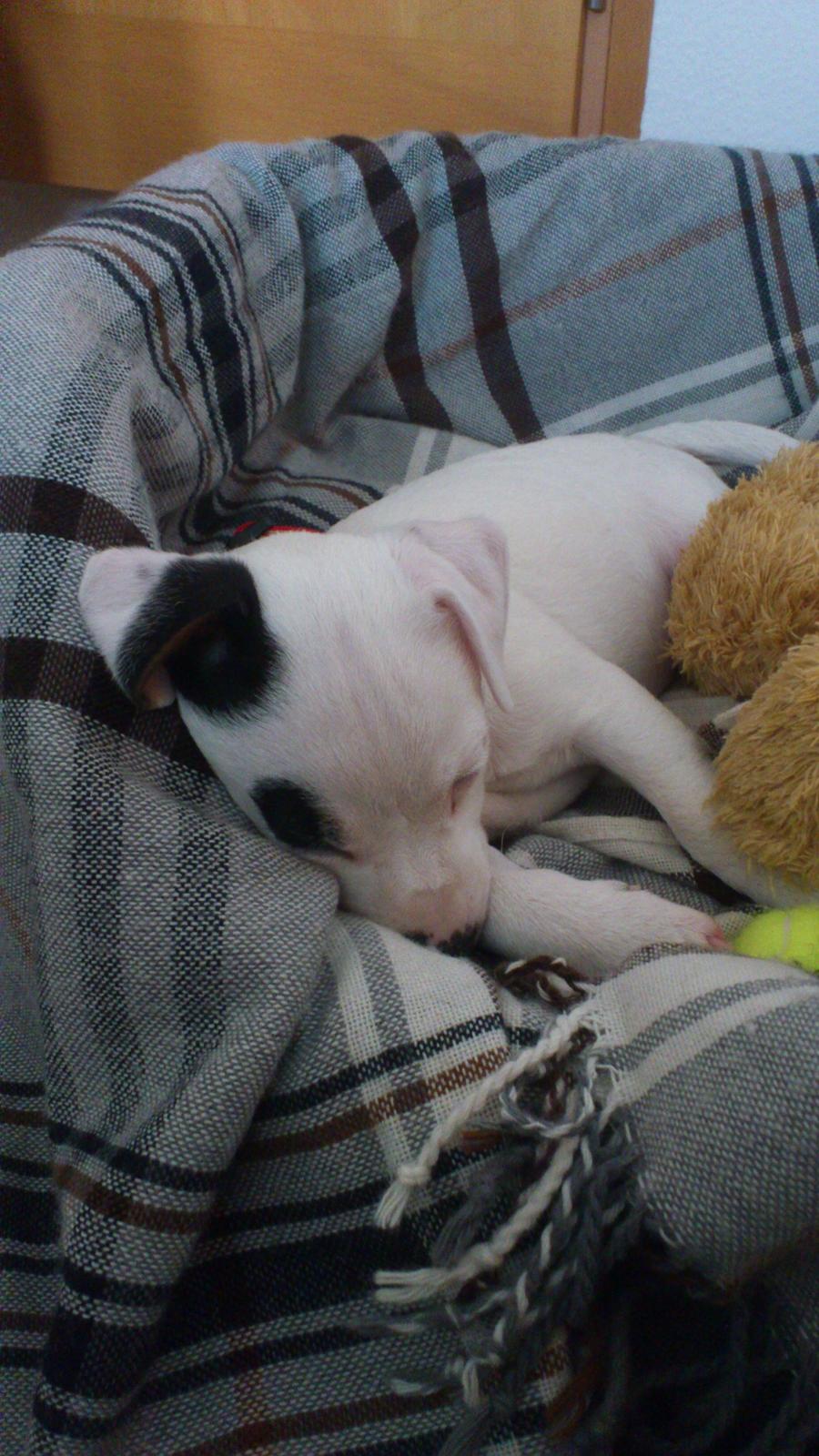 Jack russell terrier Jackie billede 2