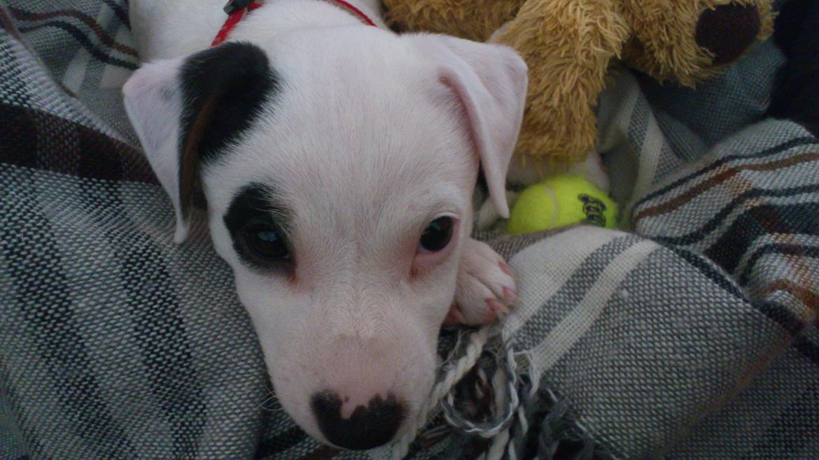 Jack russell terrier Jackie billede 3