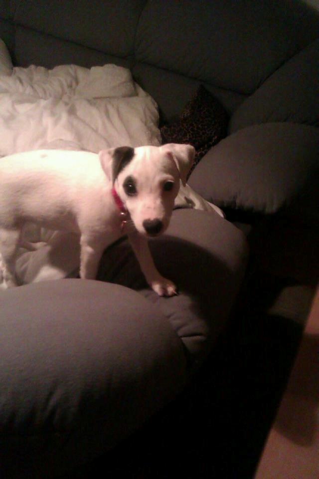 Jack russell terrier Jackie billede 4