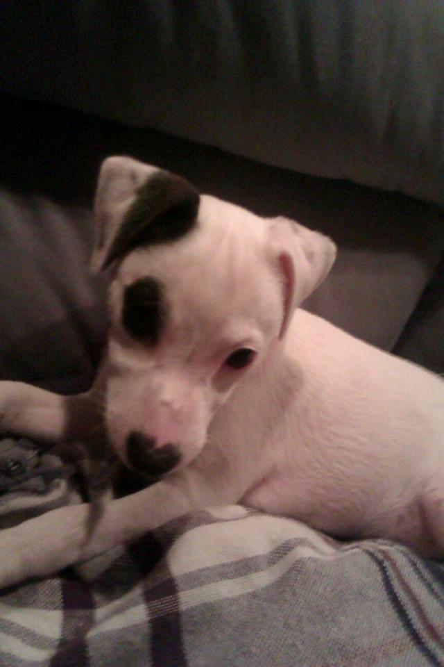 Jack russell terrier Jackie billede 5