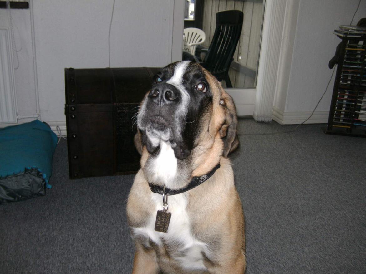 Blanding af racer Leon - flotte fyr ;-) billede 2