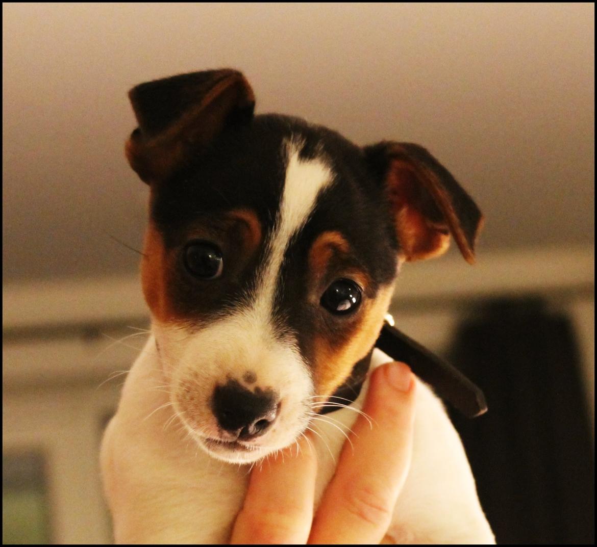Jack russell terrier Sif billede 2
