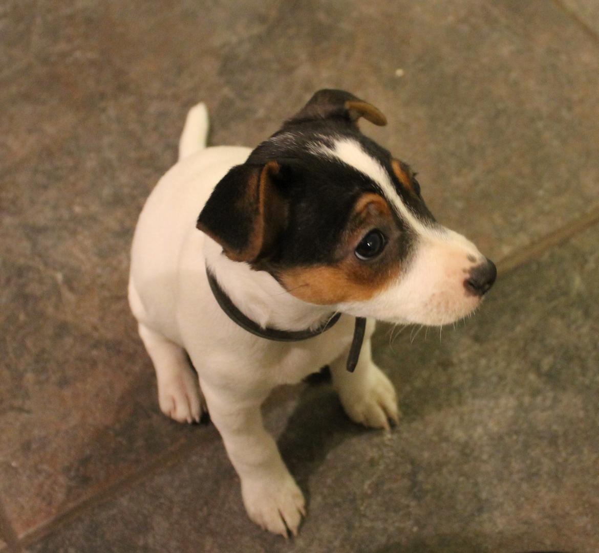 Jack russell terrier Sif billede 6