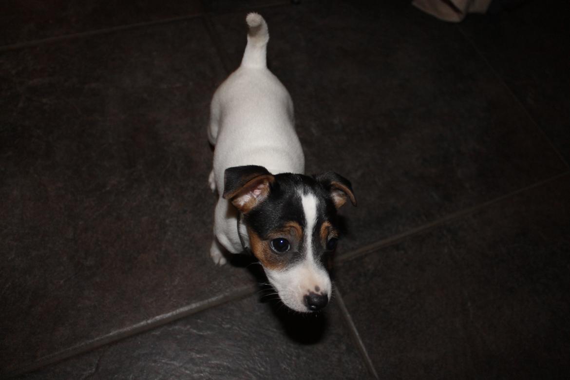 Jack russell terrier Sif billede 7